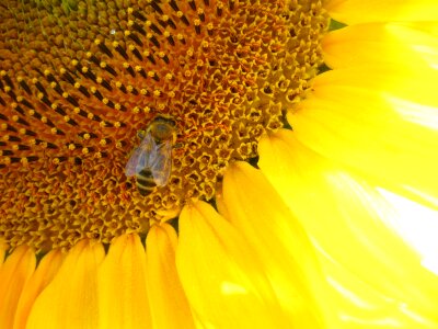 Summer flower blossom
