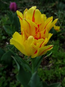 Parrot tulip, 2021-04-12, Beechview, 01