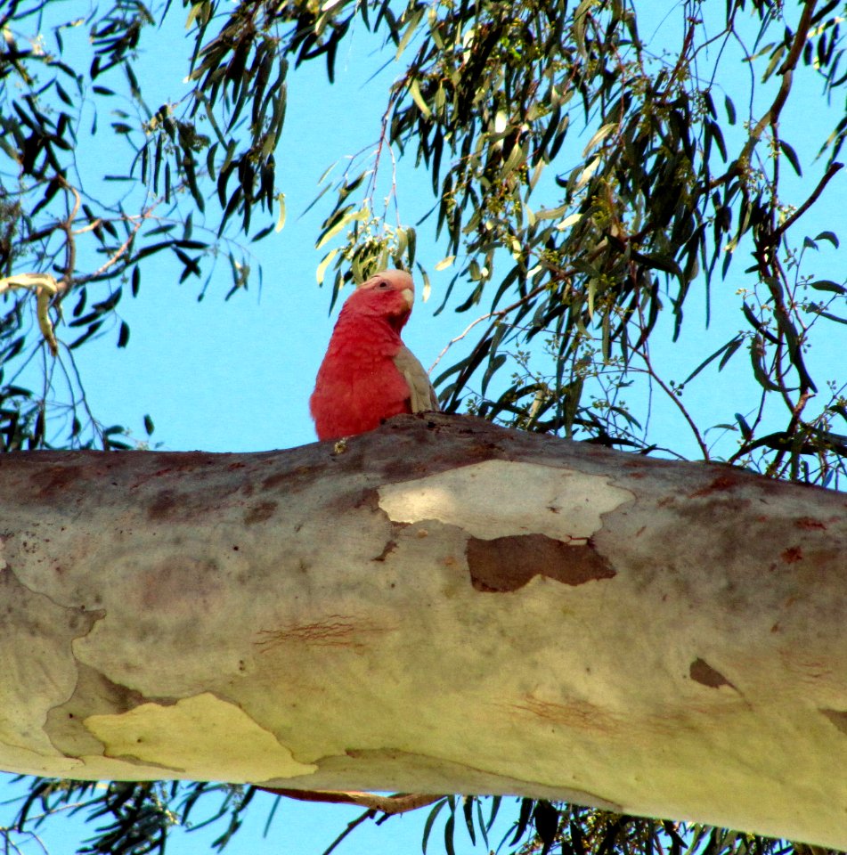 Parrot on a gum tree