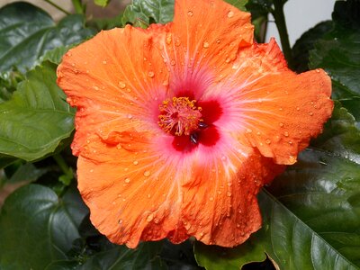 Hibiscus flower orange photo