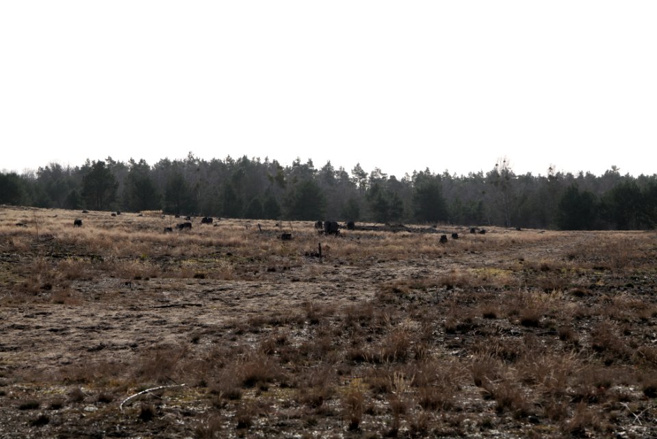 Parforceheide 2021-02-24 61