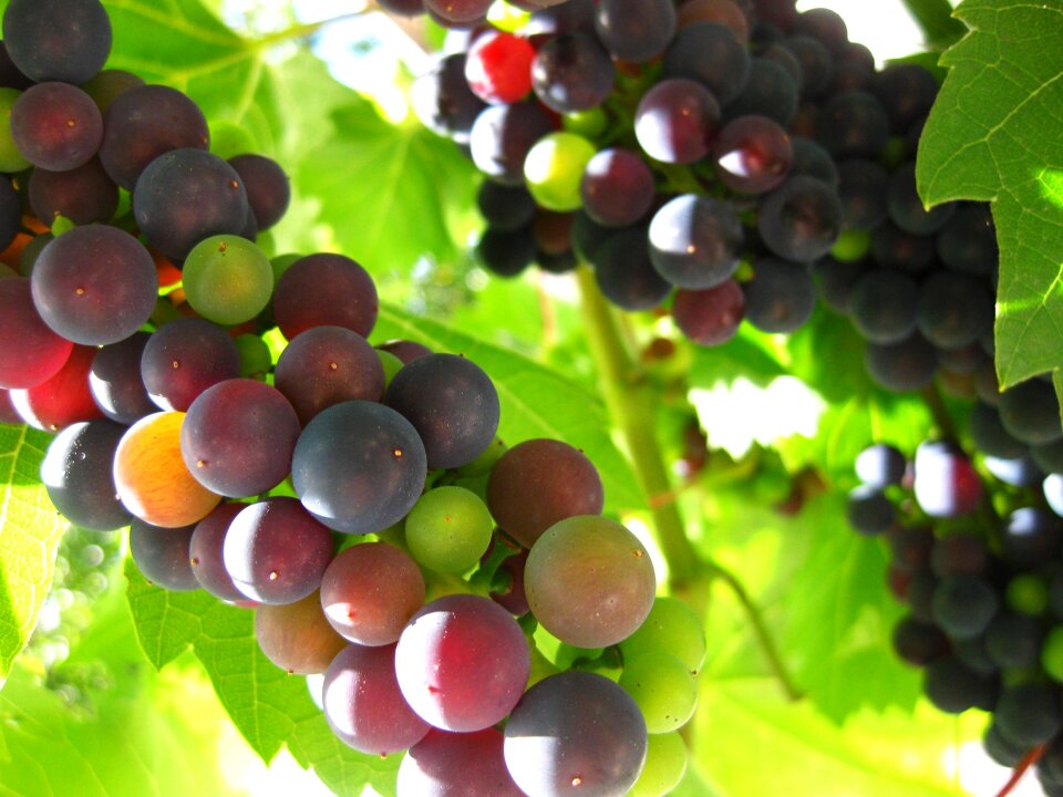 Violet vine landscape