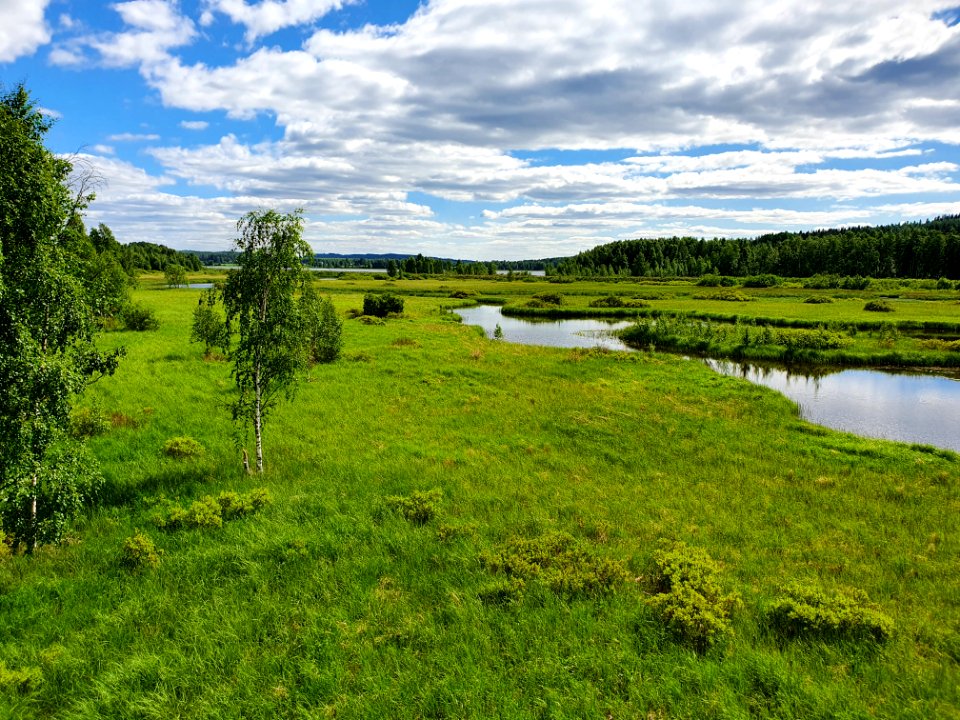Pappilanluhta wetland Lieksa