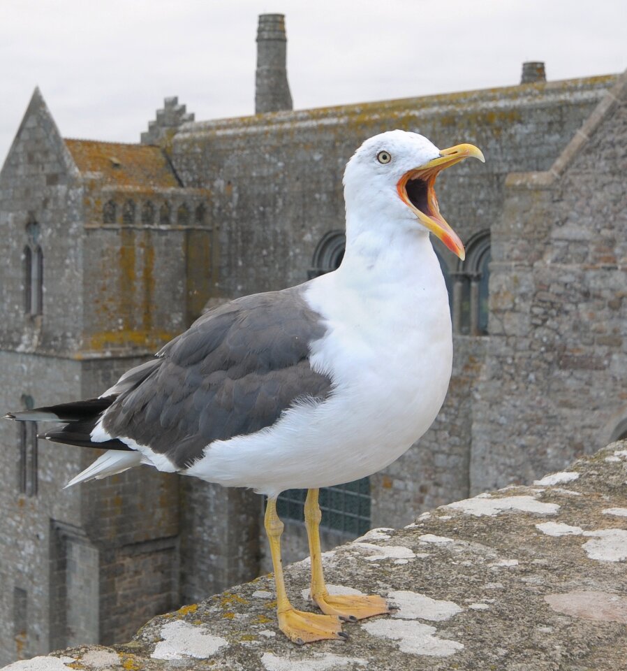 Animal bird sea ​​bird