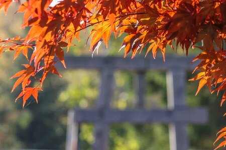 Red leaf japanese gate bokeh