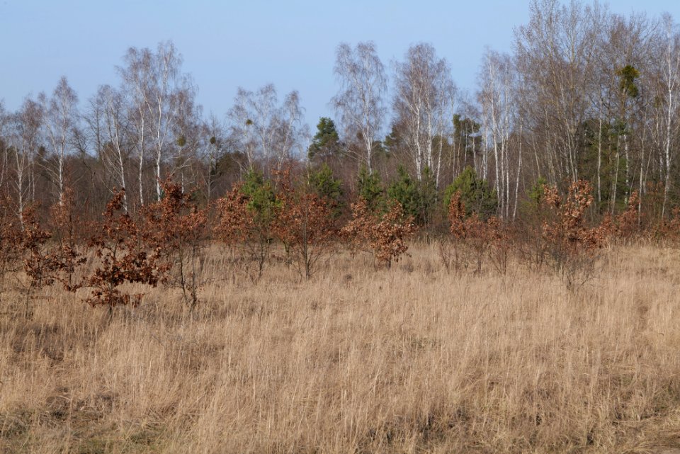 Parforceheide 2021-02-24 89