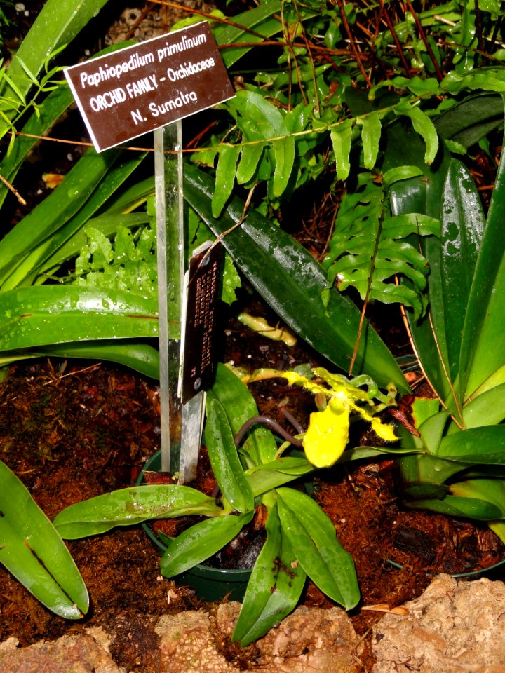 Paphiopedilum primulinum - United States Botanic Garden - DSC09509