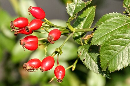 Rose hip rose apples roses