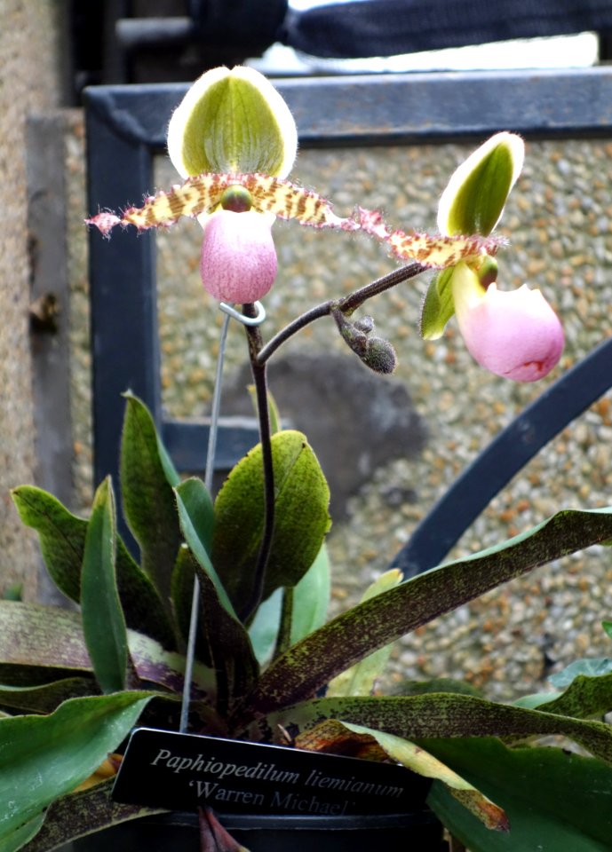 Paphiopedilum liemianum 'Warren Michael' - Longwood Gardens - DSC01204