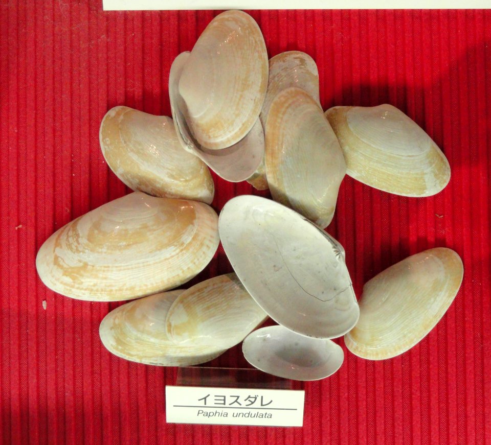 Paphia undulata - Osaka Museum of Natural History - DSC07768