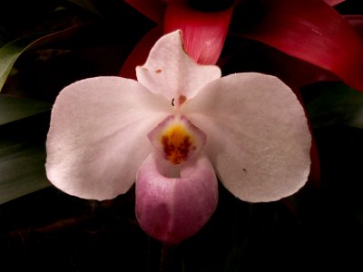 Paphiopedilum delenatii “Sweet Fragrance,” 2015-03-13, Phipps Conservatory
