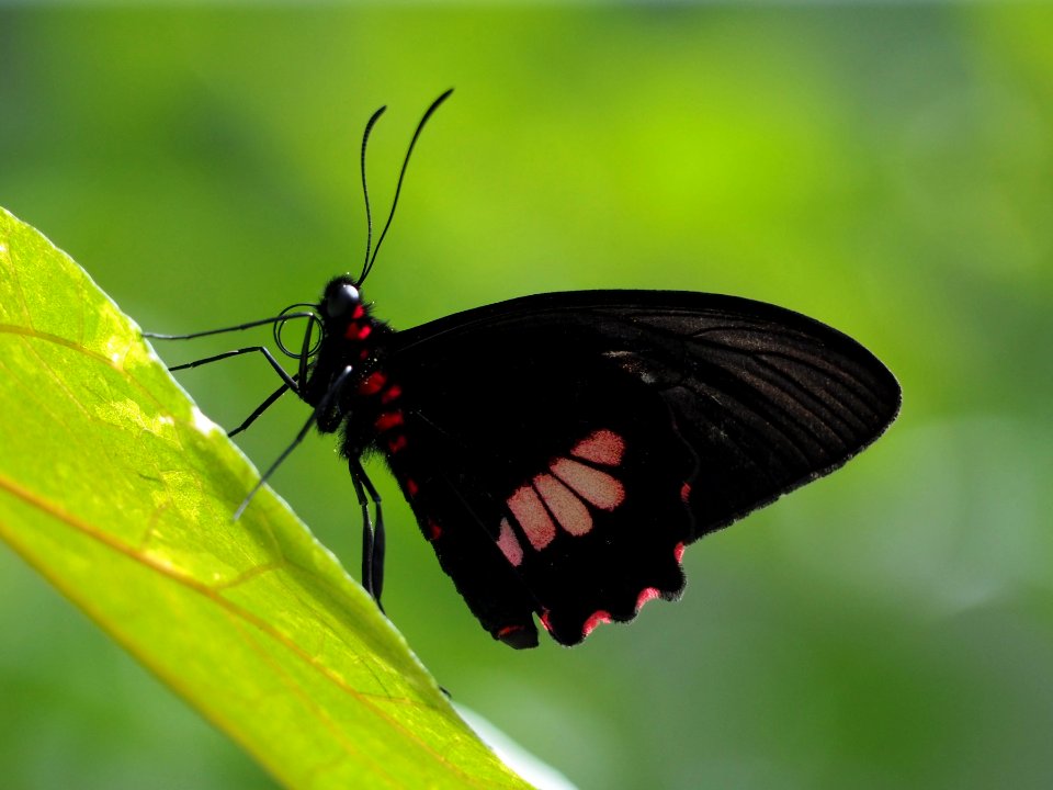 Parides