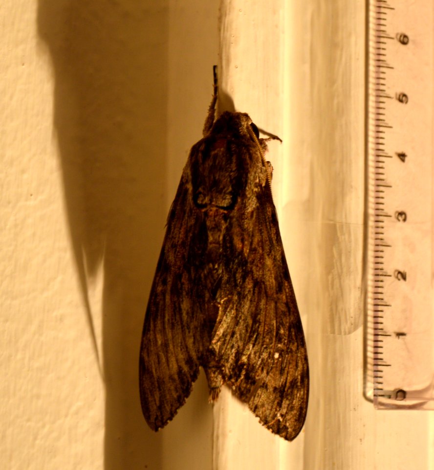 Papillon nuit Paris