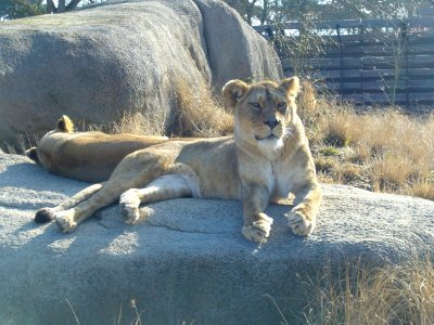 Panthera Leo, Zoo de Vincennes 02 photo