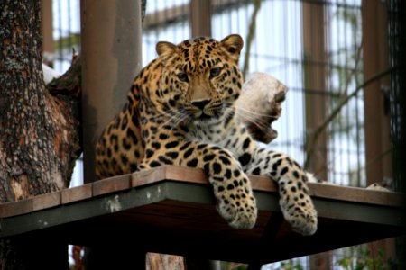 Panthera pardus orientalis (lying, inquisitive)