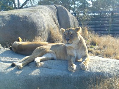 Panthera Leo, Zoo de Vincennes 01 photo