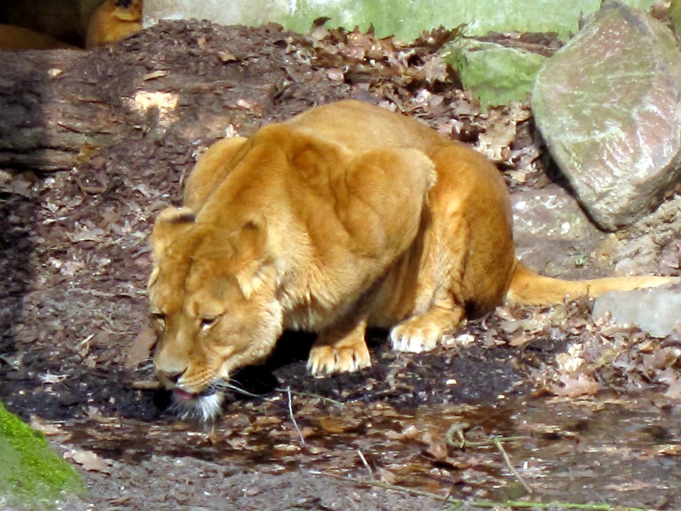 Panthera leo (Lion), Burgers zoo, Arnhem, the Netherlands