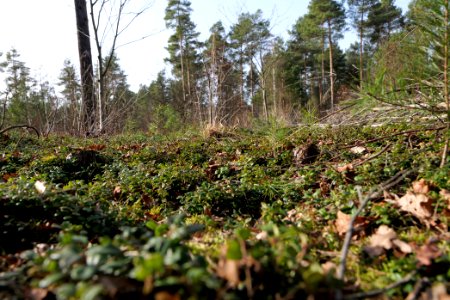 Parforceheide 2021-02-24 35
