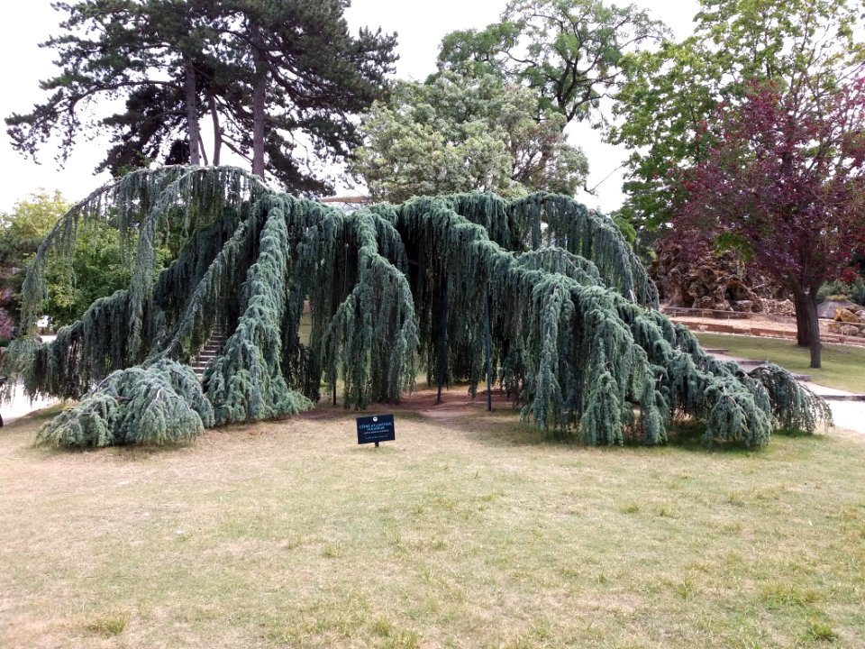 Paris - Jardin d'Acclimatation - Cèdre atlantique pleureur, planté en 1966