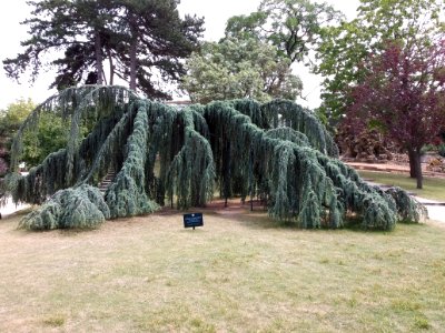 Paris - Jardin d'Acclimatation - Cèdre atlantique pleureur, planté en 1966