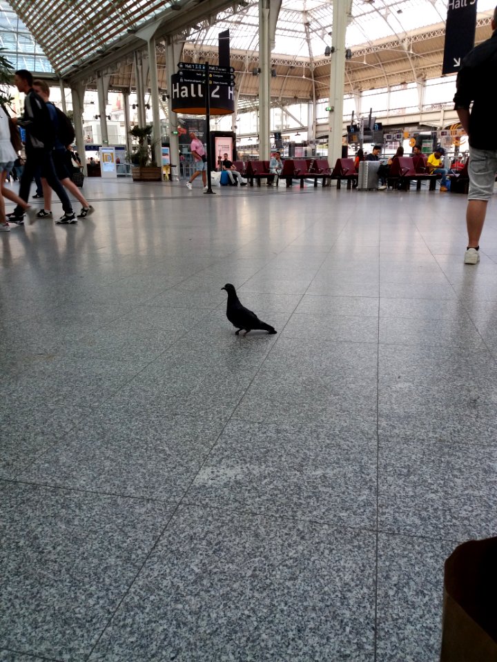Paris - Gare de Lyon, pigeon sans pattes