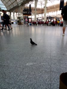 Paris - Gare de Lyon, pigeon sans pattes
