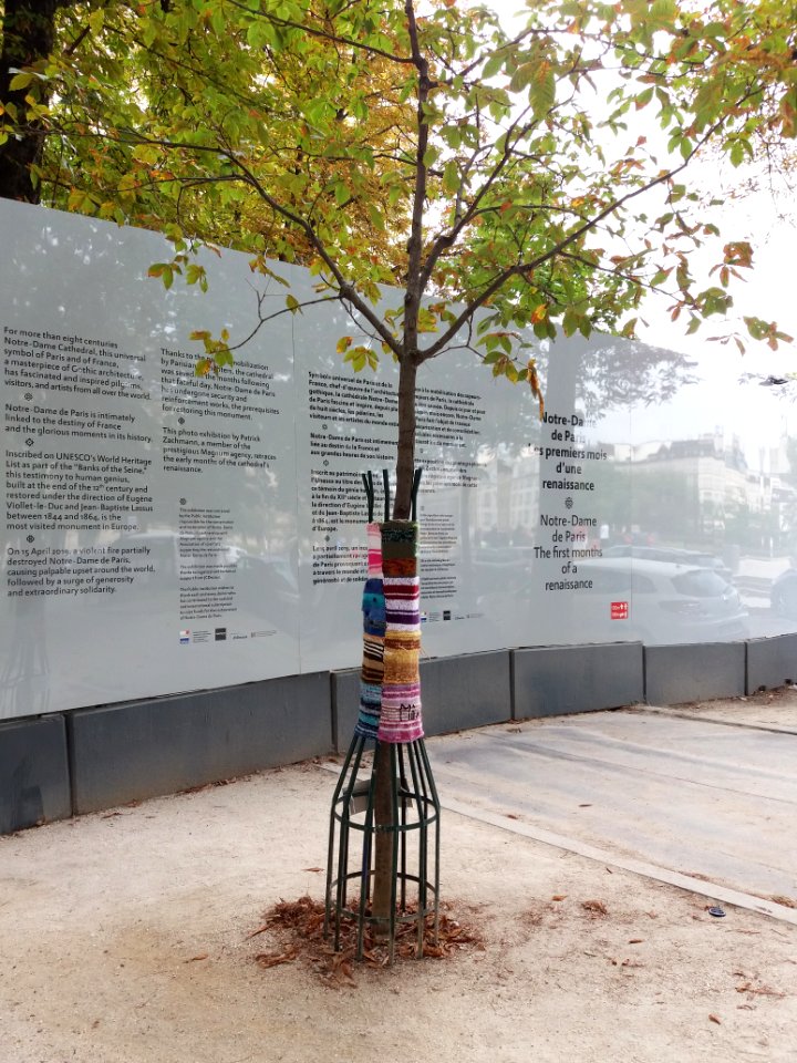 Paris 4e - Parvis Notre-Dame - Arbre tricoté