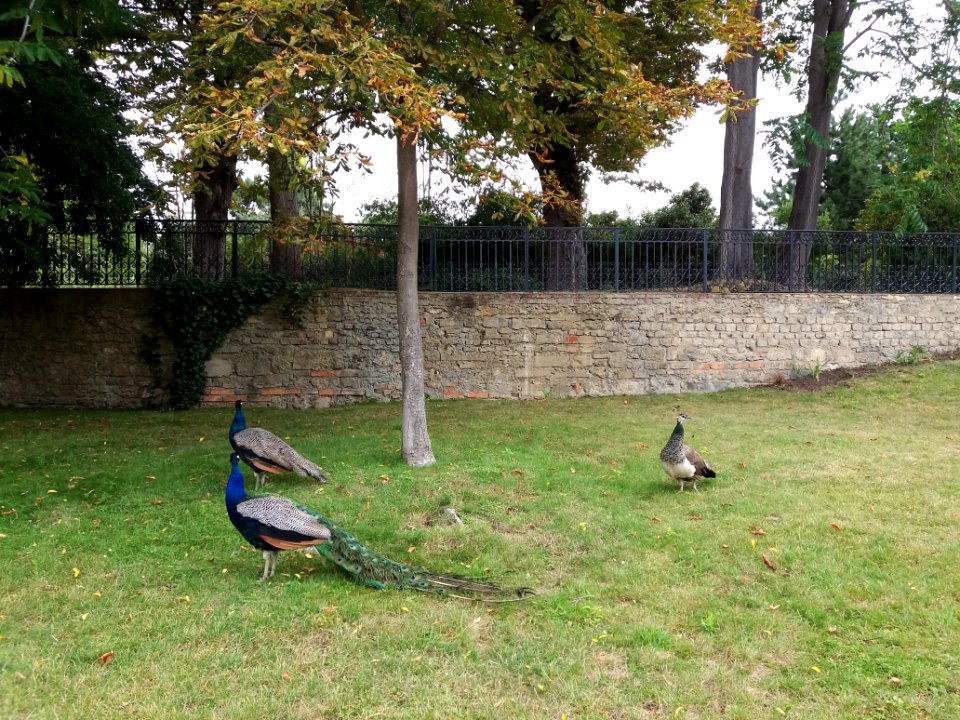 Paris - Jardin d'Acclimatation - Trois paons