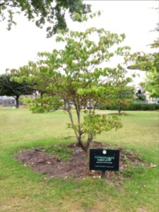 Paris - Jardin d'Acclimatation - Cornouiller tabulaire, planté en 2020
