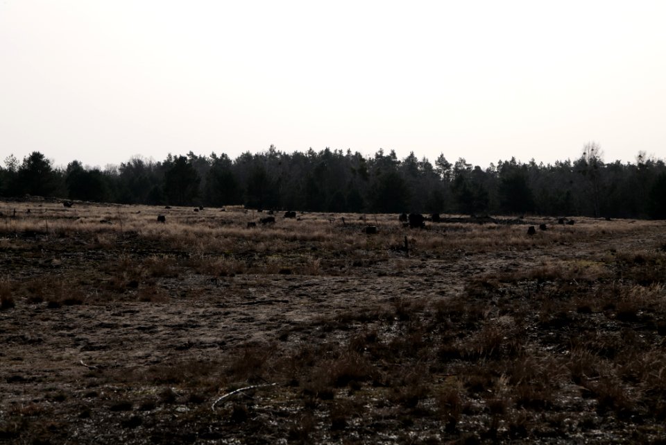 Parforceheide 2021-02-24 56