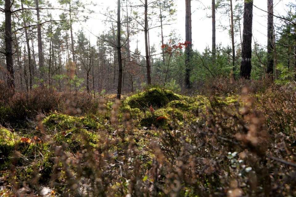 Parforceheide 2021-02-24 23