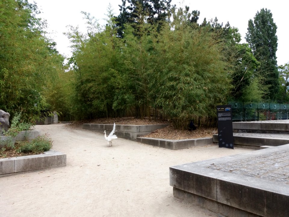 Paris - Jardin d'Acclimatation - Jardin de Séoul - Paon blanc