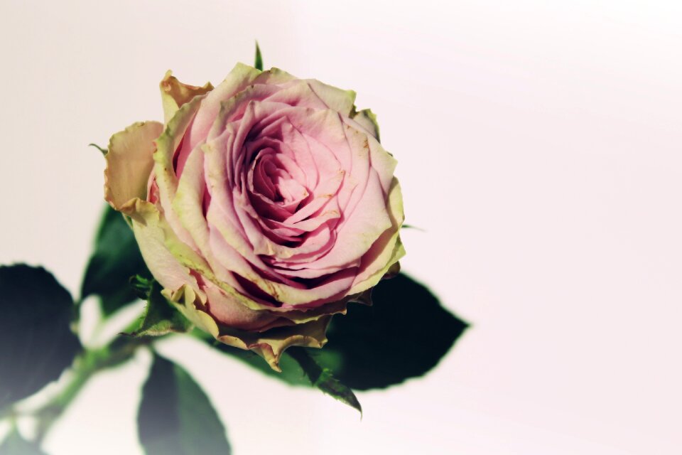 Pink rose blossom bloom