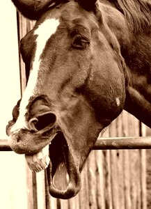 Animal cute sweet