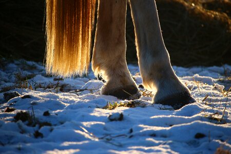 Tail winter mold