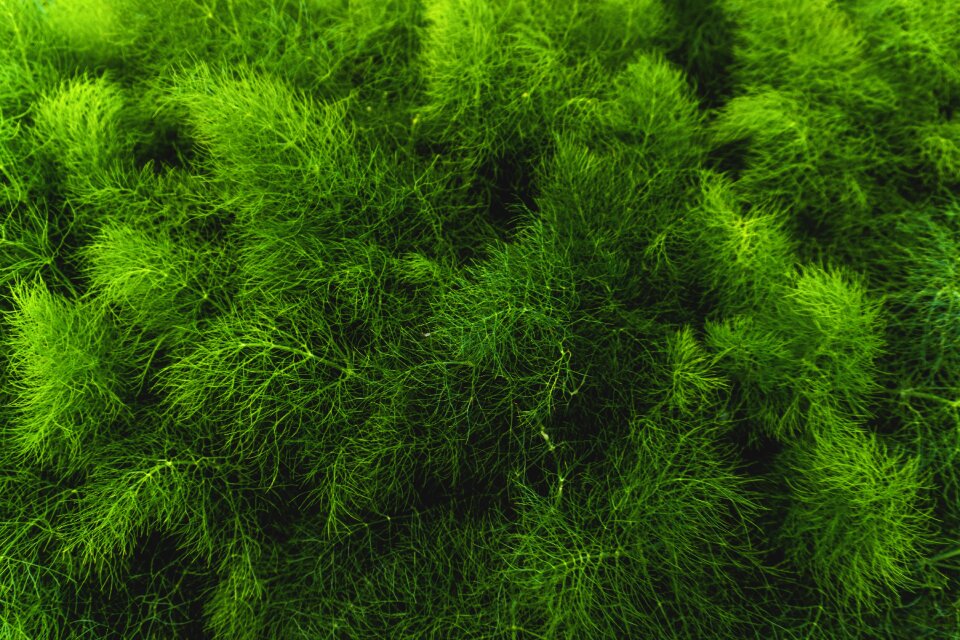 Leaves macro pine tree