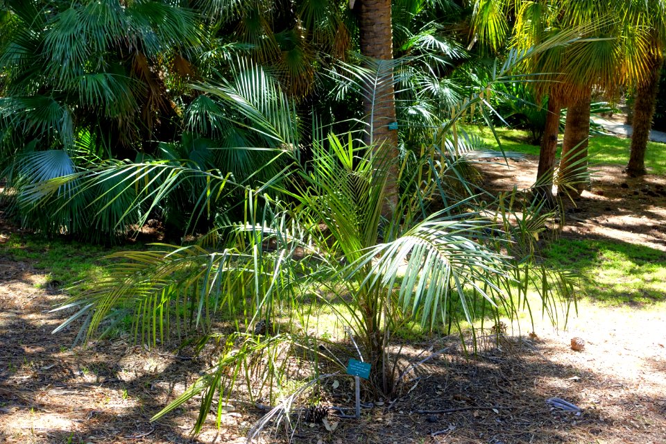 Parajubaea torallyi - Mildred E. Mathias Botanical Garden - University of California, Los Angeles - DSC02963