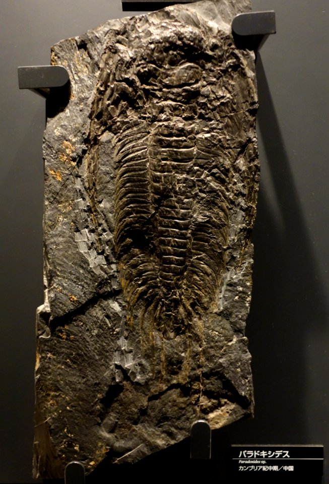 Paradoxides sp. - National Museum of Nature and Science, Tokyo - DSC07738