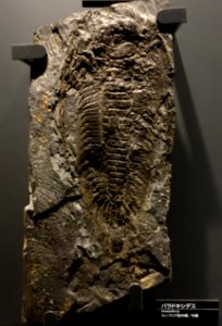 Paradoxides sp. - National Museum of Nature and Science, Tokyo - DSC07738
