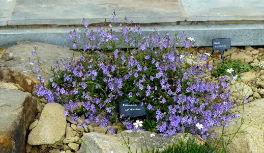 Parahebe catarractae - RHS Garden Harlow Carr - North Yorkshire, England - DSC01483