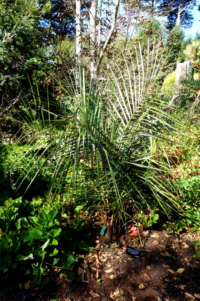 Parajubaea torallyi - San Francisco Botanical Garden - DSC09839