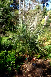 Parajubaea torallyi - San Francisco Botanical Garden - DSC09839