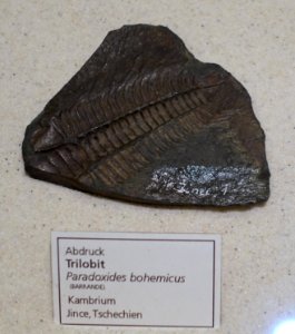 Paradoxides bohemicus - Naturhistorisches Museum, Braunschweig, Germany - DSC05258