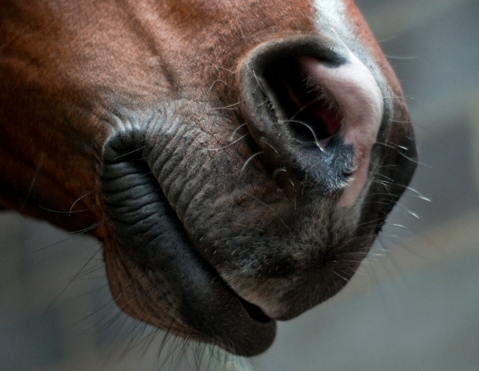 Nostril mouth close up