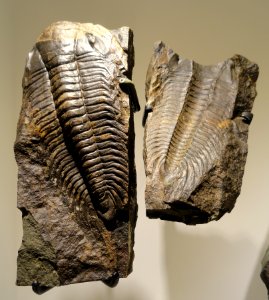 Paradoxides gracilis, Middle Cambrian, Jince Formation, Vinice Hill near Jince, Pribram District, Czech Republic - Houston Museum of Natural Science - DSC01672