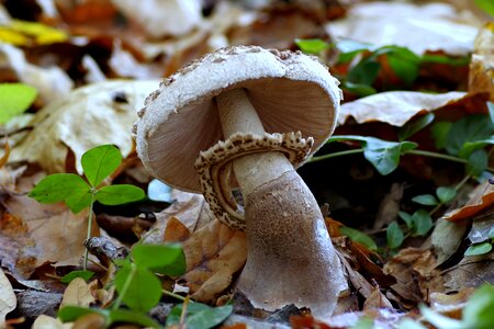 Edible mushrooms forest photo