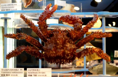 Paralithodes brevipes - National Museum of Nature and Science, Tokyo - DSC06871