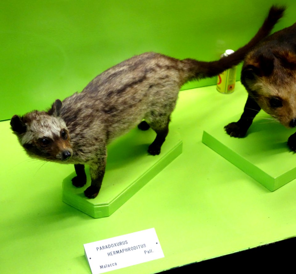 Paradoxurus hermaphroditus - Museo Civico di Storia Naturale Giacomo Doria - Genoa, Italy - DSC02732