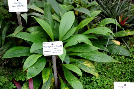Paradrymonia lineata - Botanischer Garten, Dresden, Germany - DSC08784