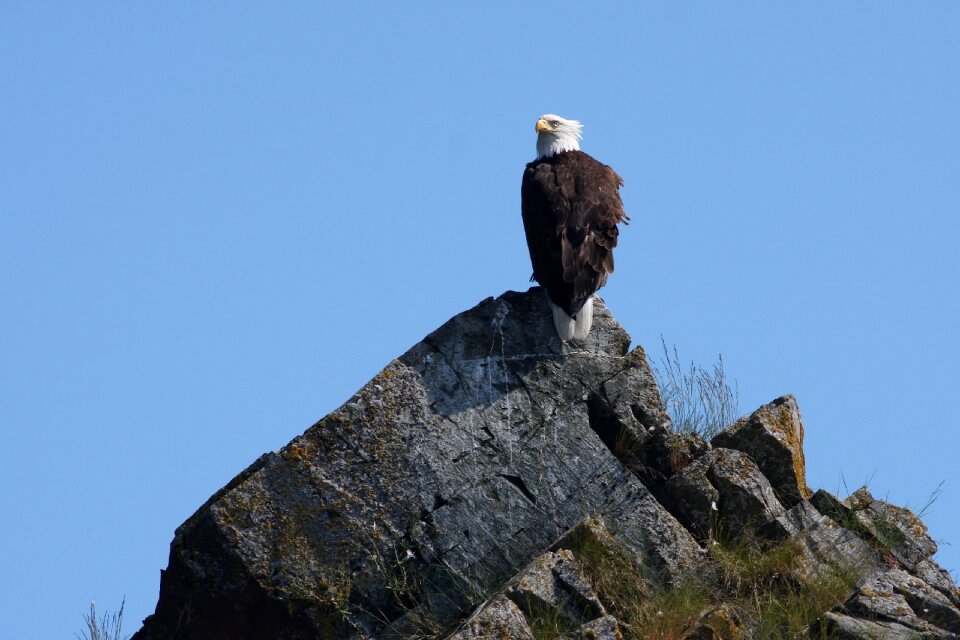 Bird raptor looking